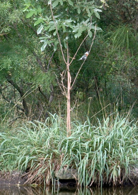 65cooksFish 055greenkingfisher.jpg