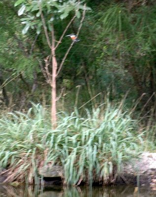 65cooksFish 057greenkingfisher.jpg