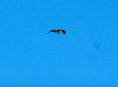 65cooksFish 059osprey.jpg
