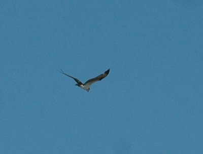 65cooksFish 060osprey.jpg