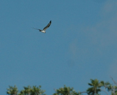 65cooksFish 061osprey.jpg