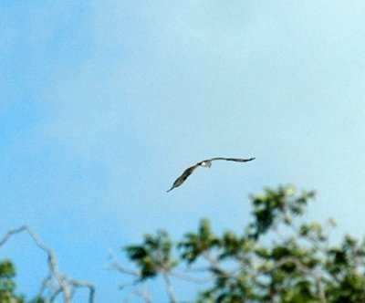 65cooksFish 062osprey.jpg