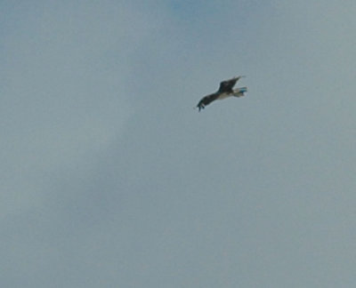 65cooksFish 063osprey.jpg
