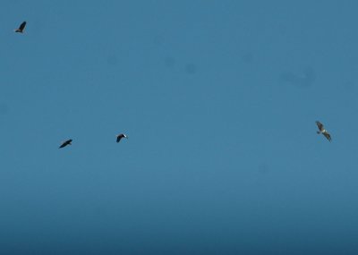 65cooksFish 064ospreyBlackbwhducks.jpg