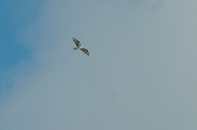65cooksFish 066osprey.jpg