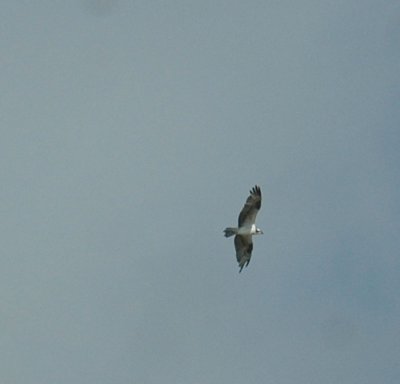 65cooksFish 067osprey.jpg