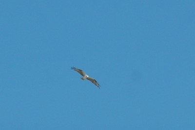 65cooksFish 068osprey.jpg