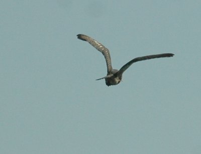 68southtexas 305bird.jpg