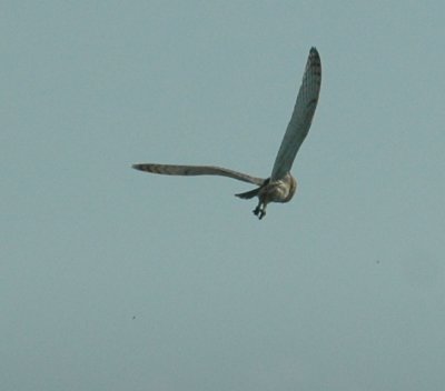 68southtexas 308owl.jpg