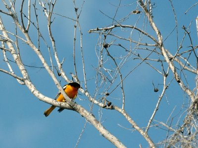 68southtexas 080bullocksOriole.jpg