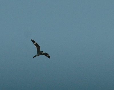 68southtexas 297commonNighthawk.jpg