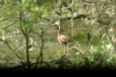 614tenniscooks 040blackbelliedwhistlingduck.jpg