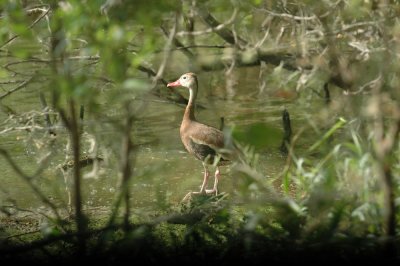 614tenniscooks 041blackbelliedwhistlingduck.jpg