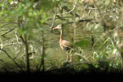 614tenniscooks 042blackbelliedwhistlingduck.jpg