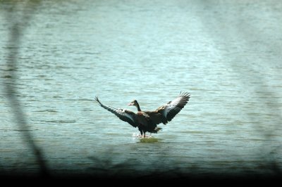 614tenniscooks 044blackbelliedwhistlingduck.jpg