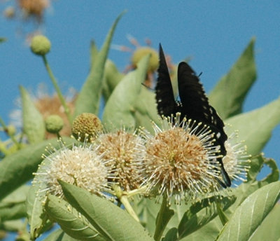 614tenniscooks 050buttonbush.jpg