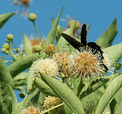 614tenniscooks 051pipevineswallowtail.jpg