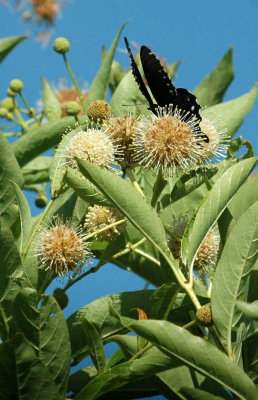 614tenniscooks 052buttonbush.jpg