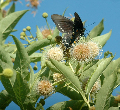 614tenniscooks 053pipevineswallowtailbuttonbush.jpg