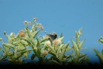 614tenniscooks 054pipevineswallowtailbuttonbush.jpg