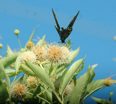614tenniscooks 059pipevineswallowtail.jpg
