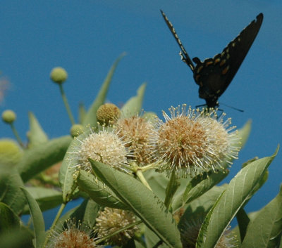 614tenniscooks 060pipevineswallowtail.jpg