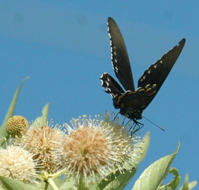 614tenniscooks 061pipevineswallowtail.jpg