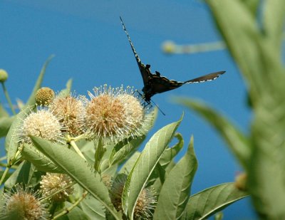 614tenniscooks 062pipevineswallowtail.jpg