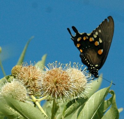 614tenniscooks 063pipevineswallowtail.jpg