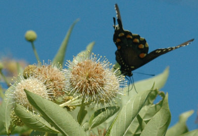 614tenniscooks 064pipevineswallowtail.jpg