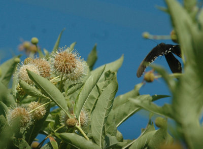 614tenniscooks 065pipevineswallowtail.jpg