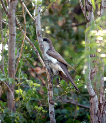 615cooks 046yellowbilledcuckoo.jpg