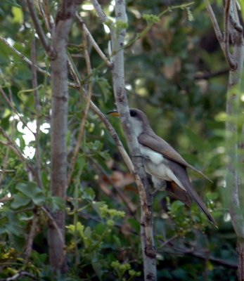 615cooks 047yellowbilledcuckoo.jpg