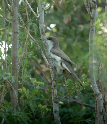 615cooks 048yellowbilledcuckoo.jpg