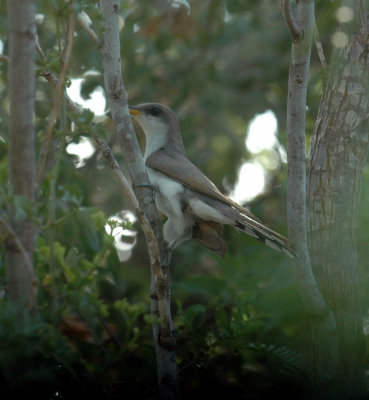 615cooks 049closeupyellowbilledcuckoo.jpg