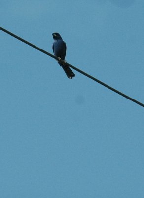 615cooks 051bluegrosbeak.jpg