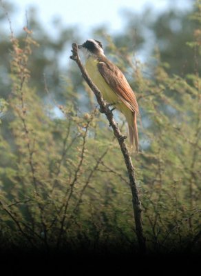 615cooks 056greatKiskadee.jpg