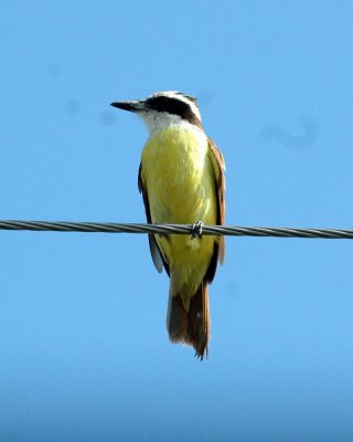 615cooks 057GreatKiskadee.jpg