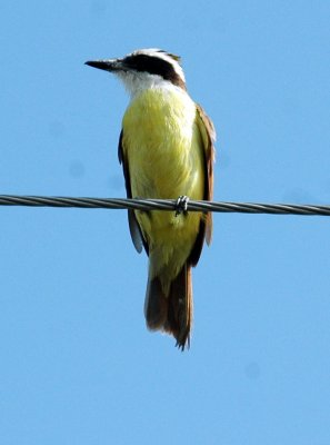 615cooks 058greatKiskadee.jpg