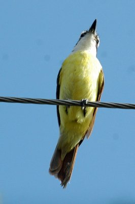 615cooks 060kiskadee on wire.jpg