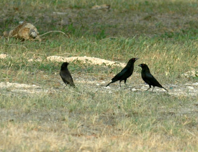 617cooks 009bronzedcowbirds.jpg