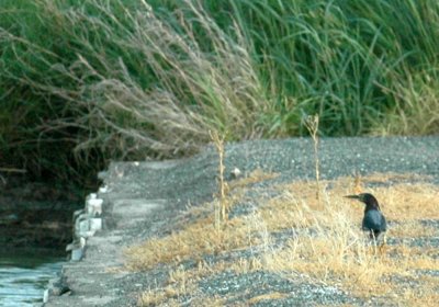 617cooks 013greenheron.jpg
