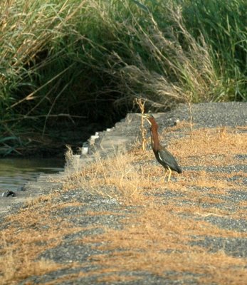 617cooks 015greenheron.jpg