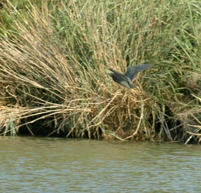 617cooks 016greenheron.jpg