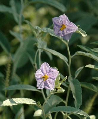 617cooks 030silverleafnightshade.jpg