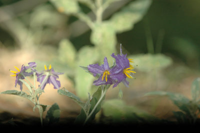 617cooks 031nightshade.jpg