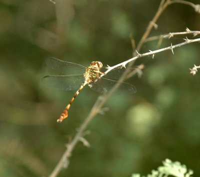 617cooks 042dragonfly.jpg