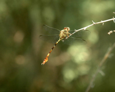 617cooks 043dragonfly.jpg