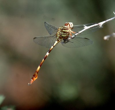 617cooks 044dragonfly.jpg