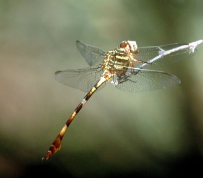 617cooks 045dragonfly.jpg